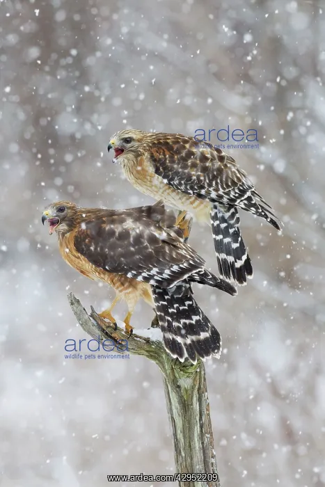 : Red-shouldered Hawk - female on left and male on : Red-shouldered Hawk - female on left and male on