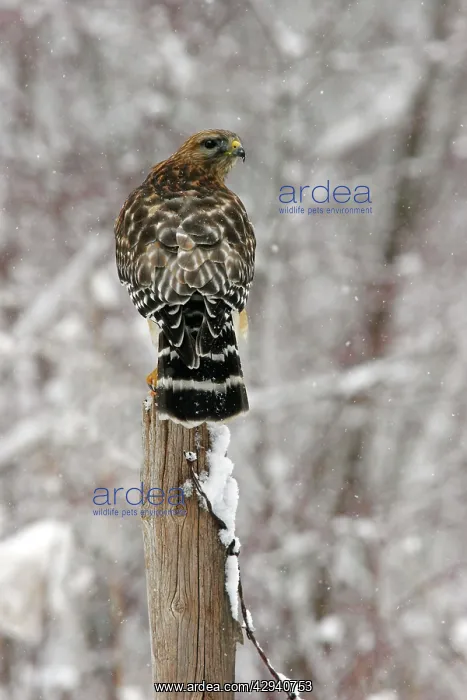 : Red-shouldered Hawk - immature : Red-shouldered Hawk - immature