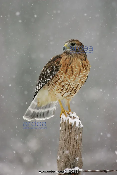 : Red-shouldered Hawk - immature : Red-shouldered Hawk - immature