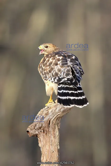 : Red-shouldered Hawk - immature : Red-shouldered Hawk - immature