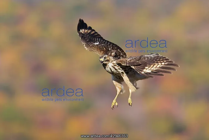 : Red-shouldered Hawk - Immature : Red-shouldered Hawk - Immature