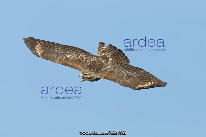 : Red-shouldered Hawk - immature bird calling in : Red-shouldered Hawk - immature bird calling in