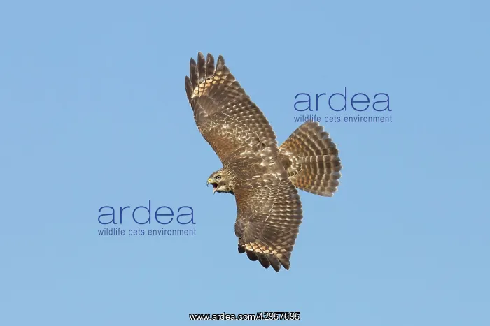 : Red-shouldered Hawk - immature bird calling in : Red-shouldered Hawk - immature bird calling in