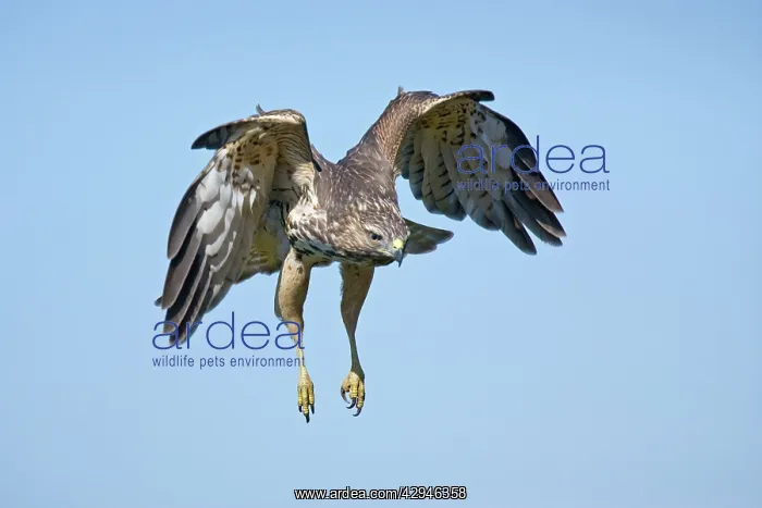 : Red-shouldered Hawk - immature bird on CT ridge : Red-shouldered Hawk - immature bird on CT ridge