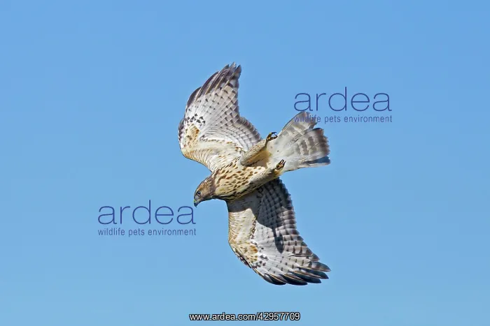 : Red-shouldered Hawk - immature bird in flight during : Red-shouldered Hawk - immature bird in flight during