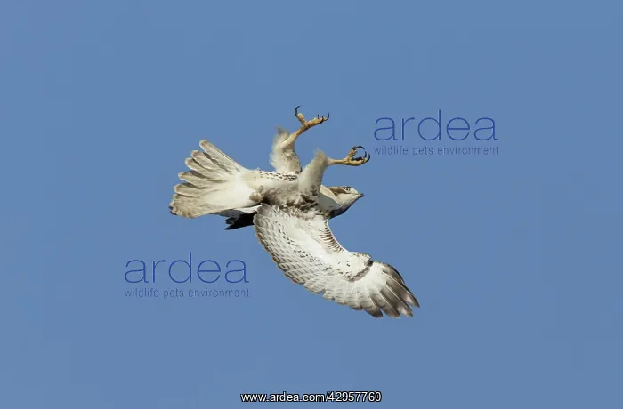 : Red-shouldered Hawk - immature bird in flight flipping : Red-shouldered Hawk - immature bird in flight flipping