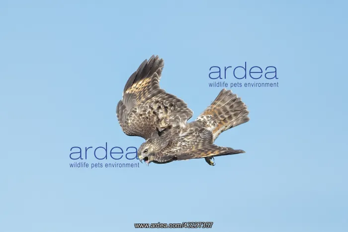: Red-shouldered Hawk in October : Red-shouldered Hawk in October