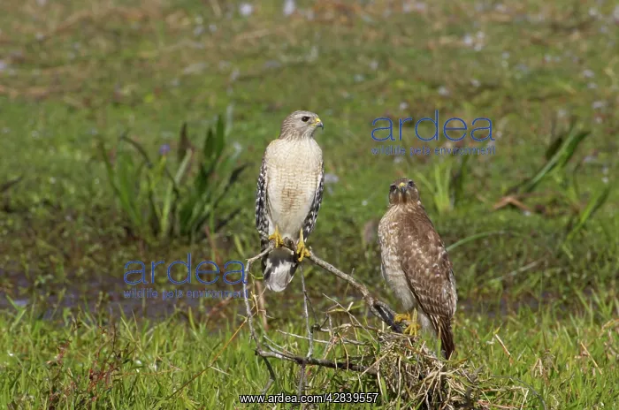 : Red-Shouldered Hawk - pair : Red-Shouldered Hawk - pair