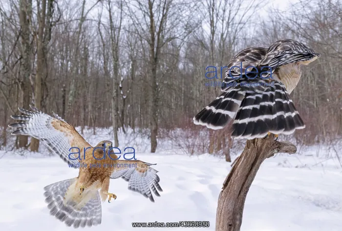 : Red-shouldered Hawk - pair in winter snow : Red-shouldered Hawk - pair in winter snow