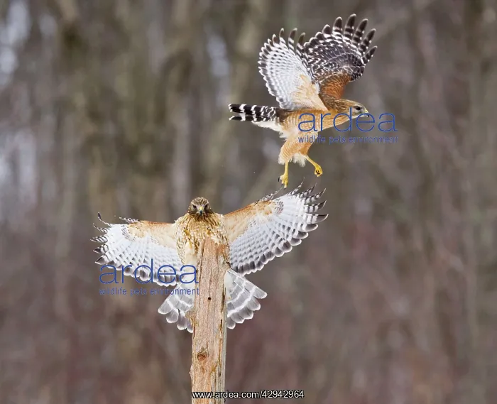 : Red-shouldered Hawk - paired adults. Female landing : Red-shouldered Hawk - paired adults. Female landing