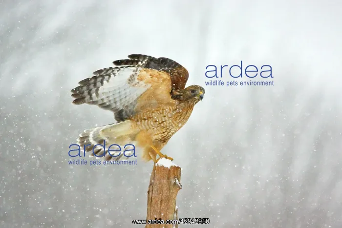 : Red-shouldered Hawk - in snowstorm : Red-shouldered Hawk - in snowstorm