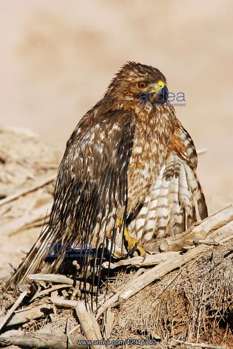 : Red-shouldered Hawk - wet after hunting in shallow water : Red-shouldered Hawk - wet after hunting in shallow water