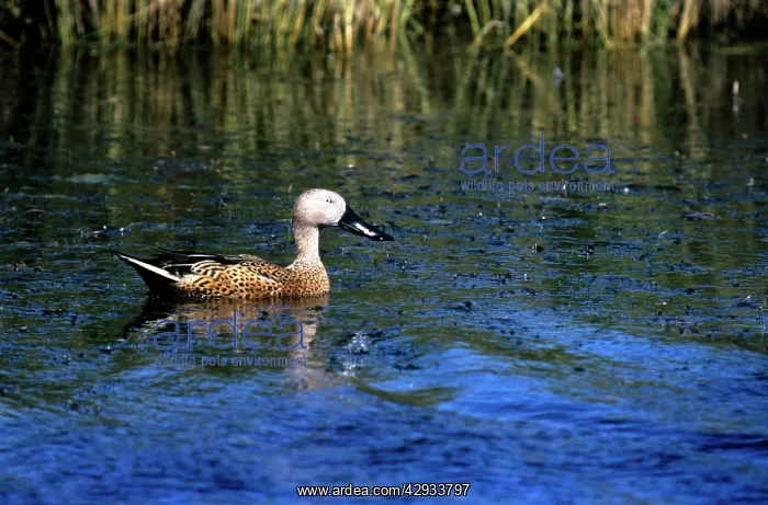 : RED SHOVELER DUCK - ARGENTINA : RED SHOVELER DUCK - ARGENTINA