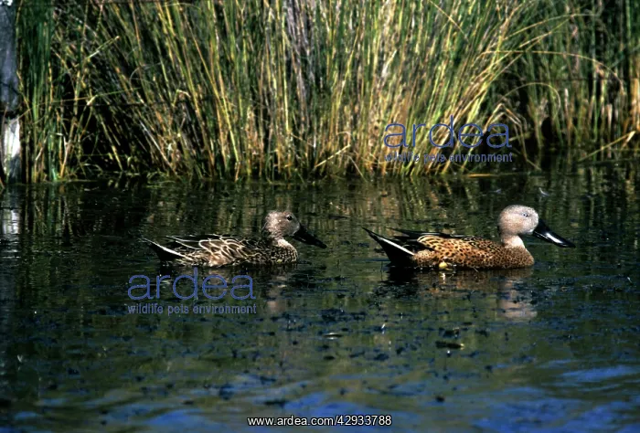 : RED SHOVELER DUCK - X2 : RED SHOVELER DUCK - X2