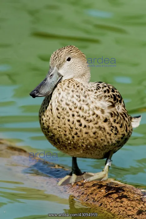 : Red Shoveler female : Red Shoveler female