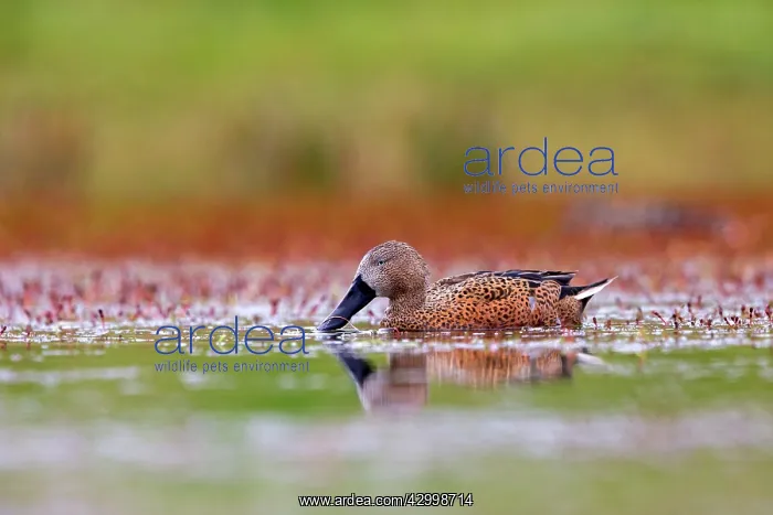 : Red Shoveler (formerly known as Red Shoveller) : Red Shoveler (formerly known as Red Shoveller)