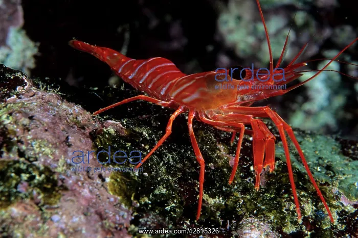 : Red shrimp Galapagos Islands UNESCO Natural World Heritage S : Red shrimp Galapagos Islands UNESCO Natural World Heritage S