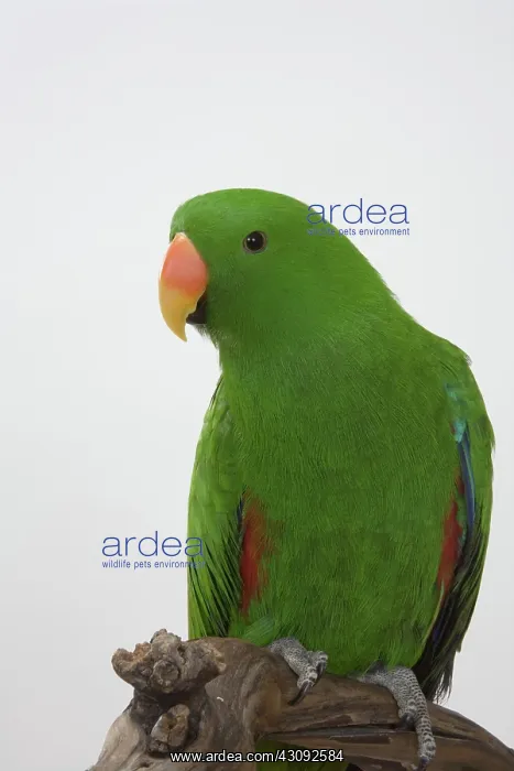 : Red-sided Eclectus Parrot : Red-sided Eclectus Parrot