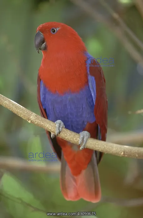 : Red-sided Eclectus Parrot, Australia : Red-sided Eclectus Parrot, Australia