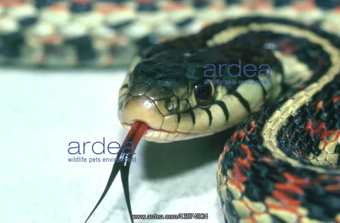 : Red-sided garter snake : Red-sided garter snake