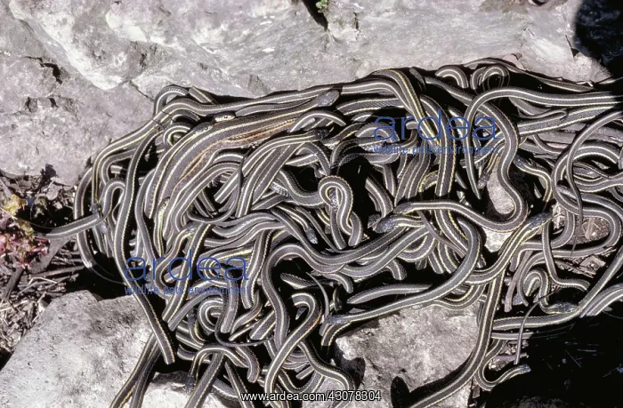 : Red-sided garter snake : Red-sided garter snake