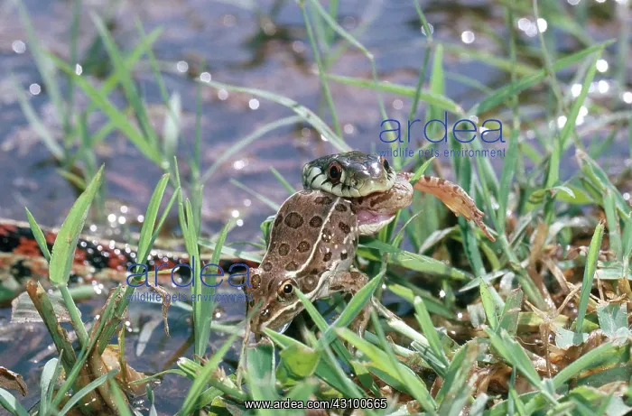 : Red-sided garter snake : Red-sided garter snake