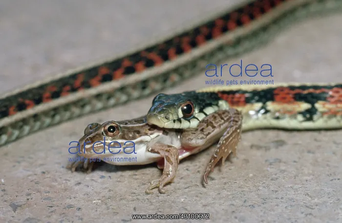 : Red-sided garter snake : Red-sided garter snake