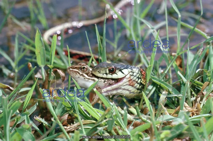 : Red-sided garter snake : Red-sided garter snake