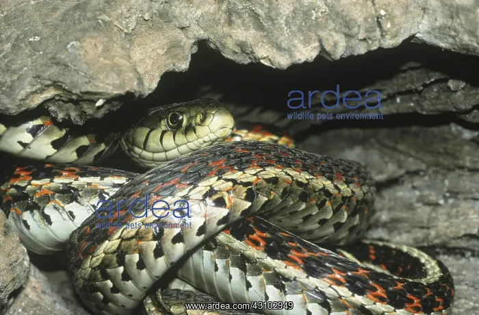 : Red-sided Garter Snake : Red-sided Garter Snake