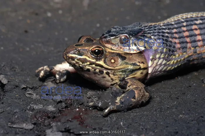 : Red-sided garter snake : Red-sided garter snake