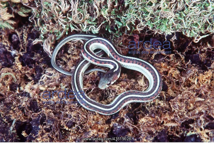: RED-SIDED GARTER SNAKE : RED-SIDED GARTER SNAKE