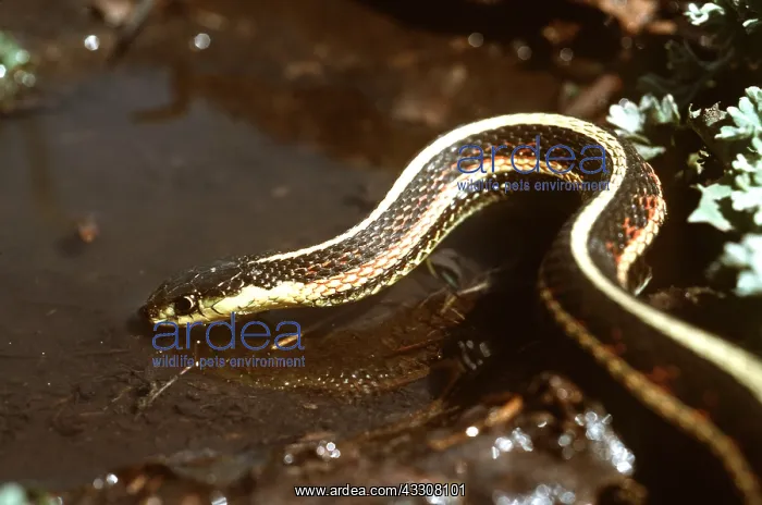 : RED-SIDED GARTER SNAKE - Drinking : RED-SIDED GARTER SNAKE - Drinking