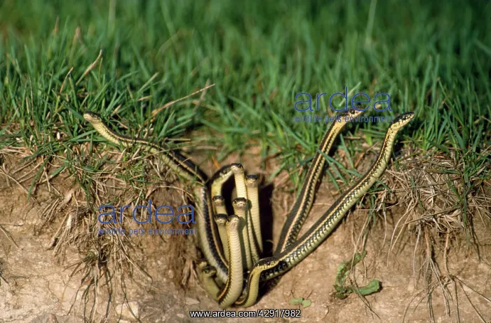 : Red-sided Garter Snake - emerging from den : Red-sided Garter Snake - emerging from den