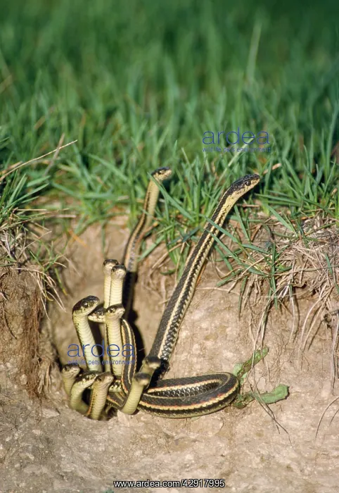 : Red-sided Garter Snake - emerging from den : Red-sided Garter Snake - emerging from den