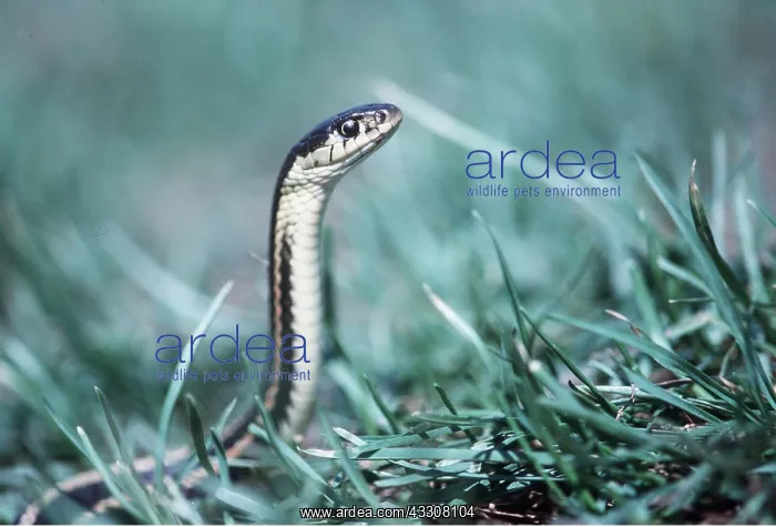 : RED-SIDED GARTER SNAKE - in grass : RED-SIDED GARTER SNAKE - in grass