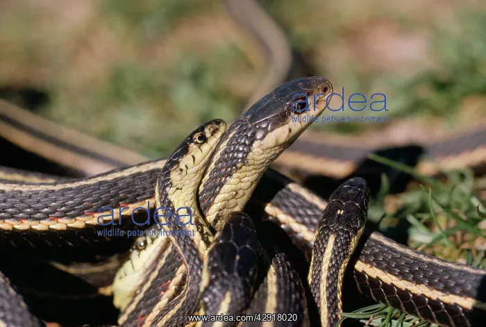 : Red-Sided Garter Snake - Males (small) courting : Red-Sided Garter Snake - Males (small) courting