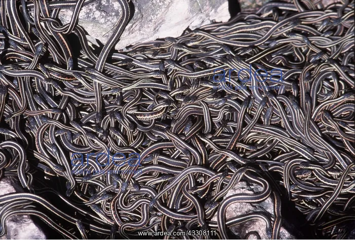 : RED-SIDED GARTER SNAKE - mass emerging from hibernation : RED-SIDED GARTER SNAKE - mass emerging from hibernation
