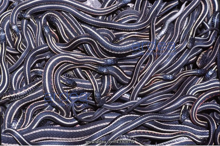 : RED-SIDED GARTER SNAKE - mass in large den : RED-SIDED GARTER SNAKE - mass in large den