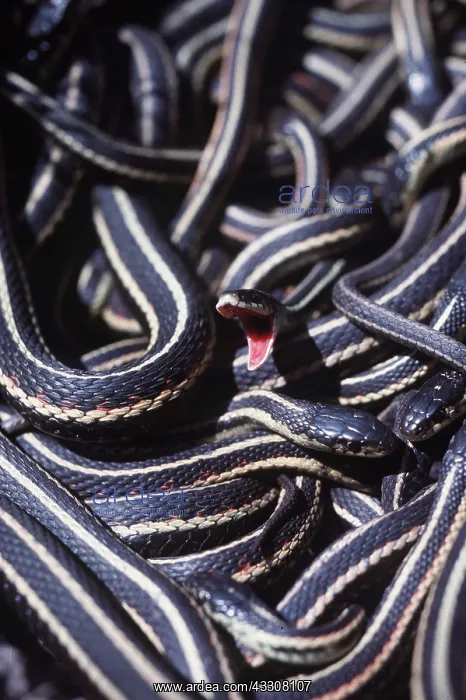 : RED-SIDED GARTER SNAKE - mouth open : RED-SIDED GARTER SNAKE - mouth open
