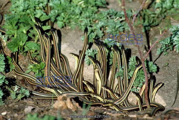 : Red-sided Garter Snakes : Red-sided Garter Snakes