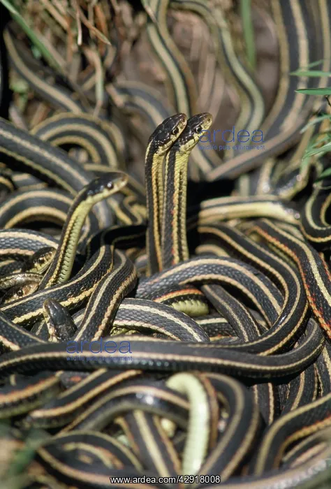 : RED-SIDED GARTER SNAKES : RED-SIDED GARTER SNAKES