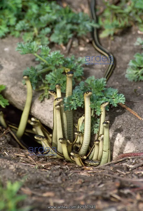 : Red-sided Garter Snakes - emerging from den : Red-sided Garter Snakes - emerging from den