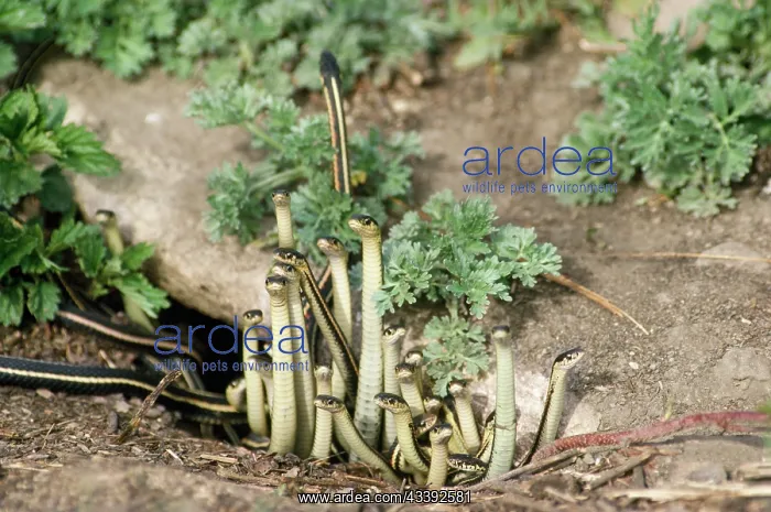 : Red-Sided Garter Snakes - group emerging from hibernation : Red-Sided Garter Snakes - group emerging from hibernation
