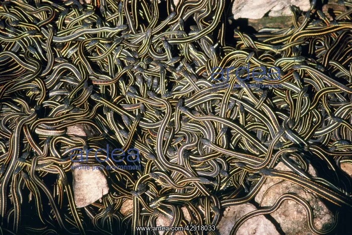 : RED-SIDED GARTER SNAKES - mass emerging from hibernation : RED-SIDED GARTER SNAKES - mass emerging from hibernation