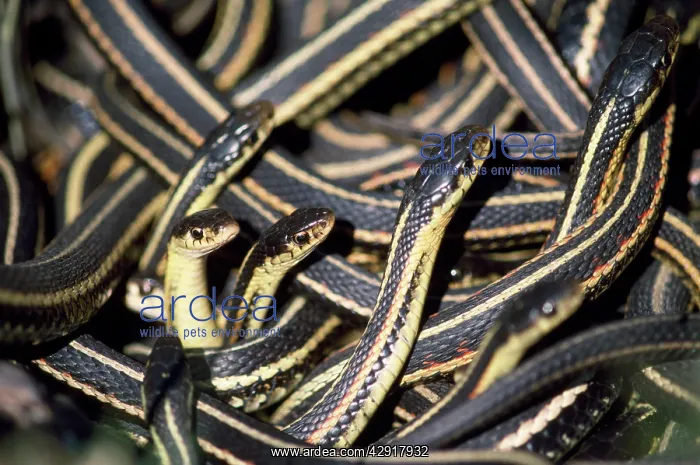 : Red-sided Garter Snakes - in small den : Red-sided Garter Snakes - in small den