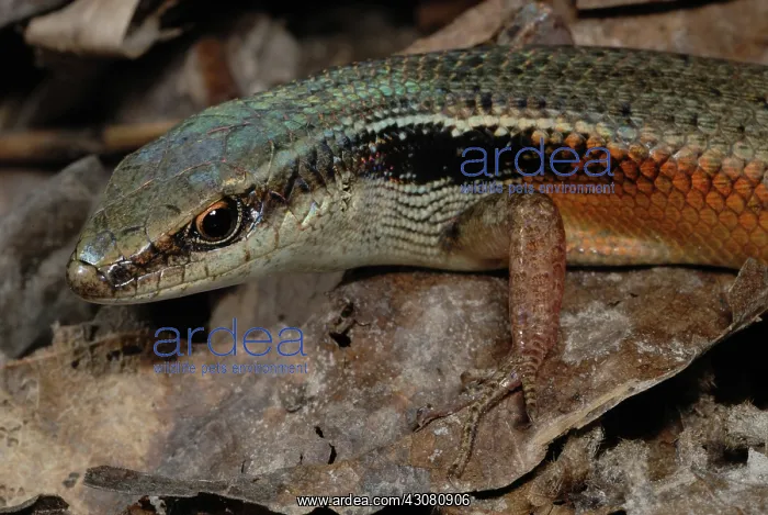 : Red-sided Skink : Red-sided Skink