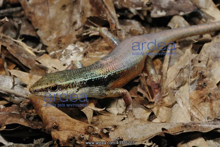 : Red-sided Skink : Red-sided Skink