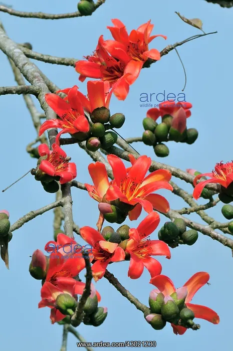 : Red Silk-Cotton / Red Cotton Tree : Red Silk-Cotton / Red Cotton Tree