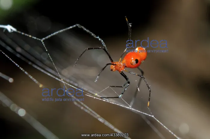  : Red Silver Spider