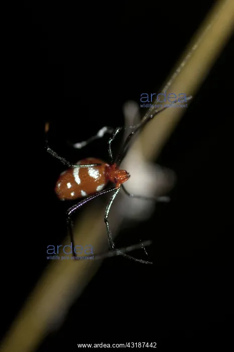 : Red Silver Spider - scavenging at edge of web : Red Silver Spider - scavenging at edge of web